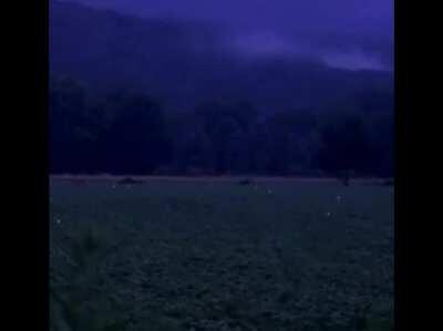 Field of fireflies at night