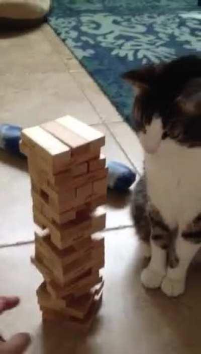 Playing Jenga with a cat looks like a lot of fun