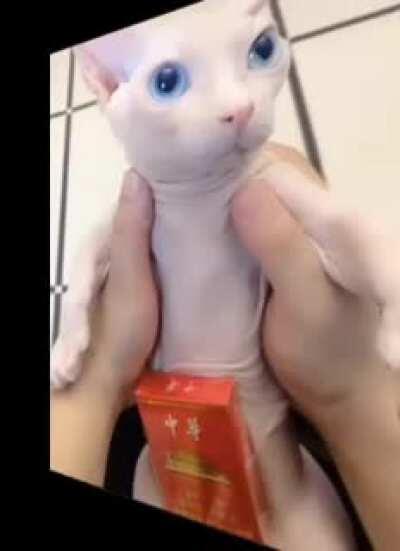 bingus edit fr*ck yeah