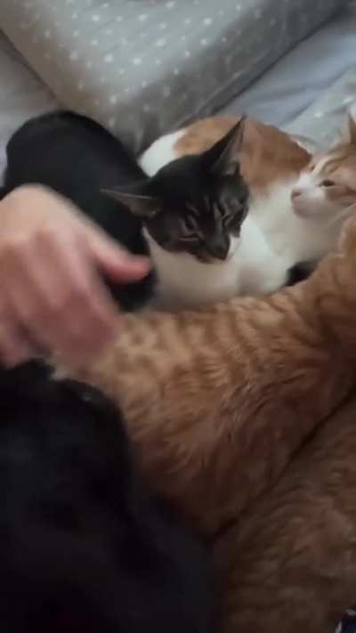 Waking up to the purrs of all the cats she rescued