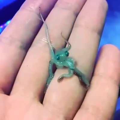 Baby octopus