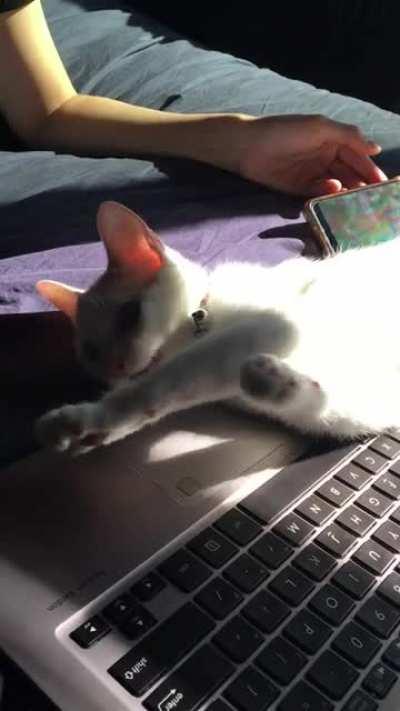 Help I think my kitten is broken! She does this whenever she sees a reflection on the wall :)