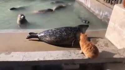 Cat slaps a Seal, sending him back to the pool in shock.