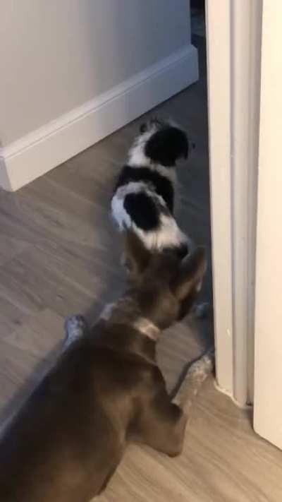 ... to sniff a butt