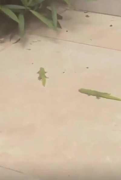 lizard wit da janky ass hitbox?