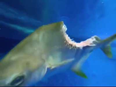 HODLing $BBBY into next week’s earning report