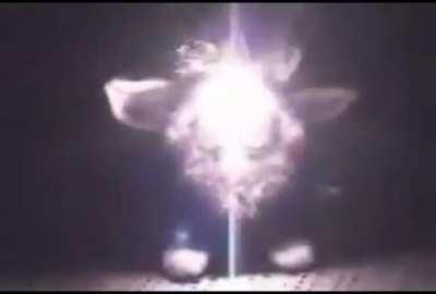 Furby vs Tesla coil