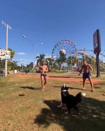 This Border Collie is living life