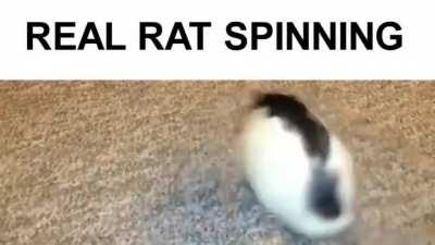 A spinning rat
