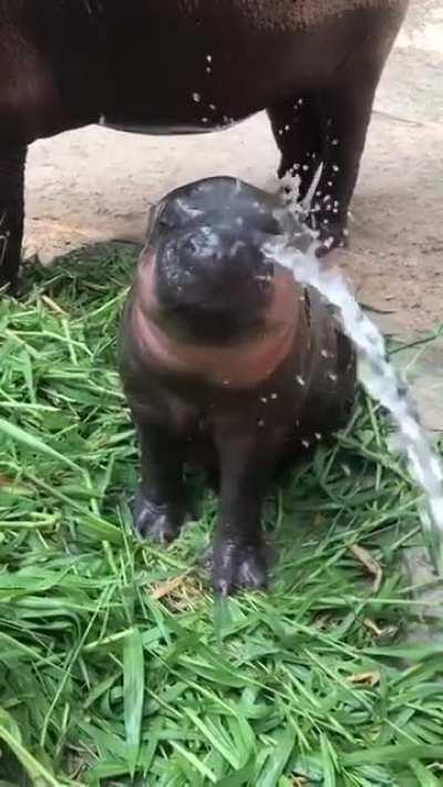 Baby hippo taking a bath