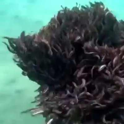 🔥 A school of poisonous barbels, known by the common nickname 