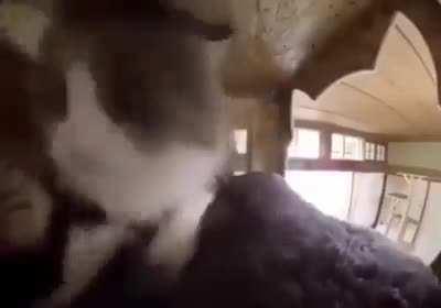 found this meme lol and i really like it