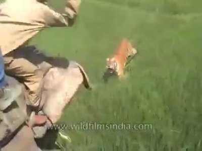 Полное видео как тигр нападает на погонщика слона