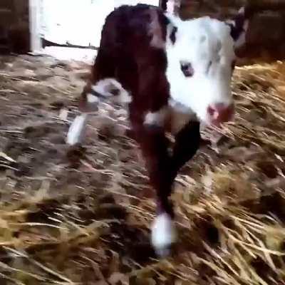 Lucky was the cutest as a baby!