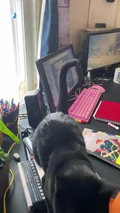 Begging Paws - Adora is mute, and this is how she asks for things.