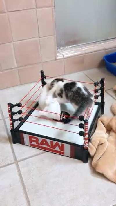 los rudos, los rudos... LOS RUDOOOOOS !!!!