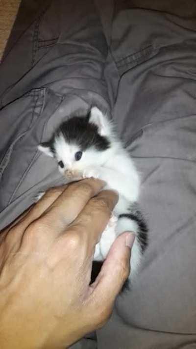 Criminal apprehended and sentenced to a lifetime of cuddles