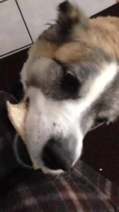 this is Rigby after a day at work! she did this every afternoon. sadly she passed in 2018 but I wanted to share her to this delightful sub 😭