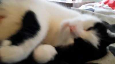 Nievi always loving belly rubs♥️