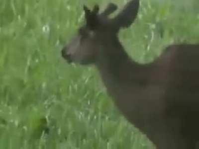 A deer eating a bird
