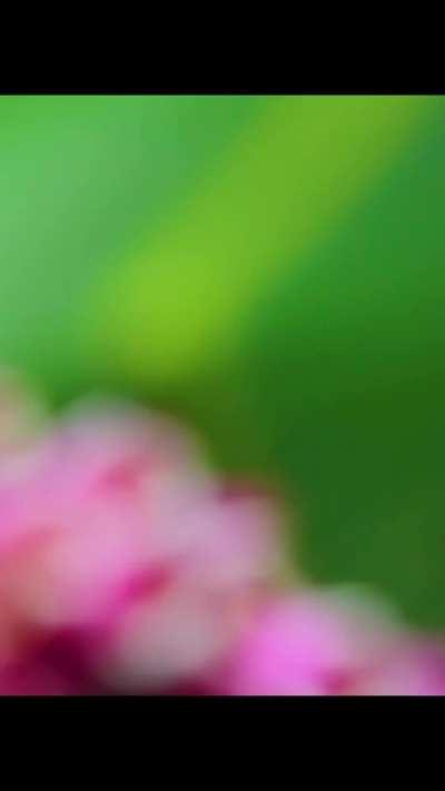 🔥 The life of a Racket-tail Hummingbird