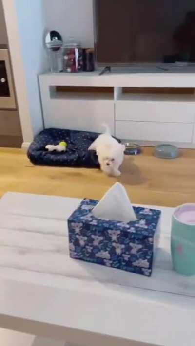 Over-Excited Doggo for Food