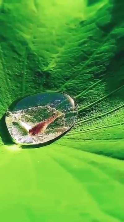 🔥 A fish in a drop of water on a lotus leaf