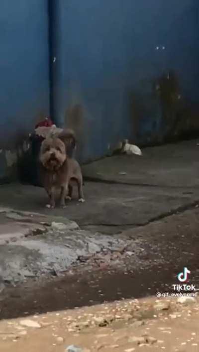 She's triggered by the size of the dog's head