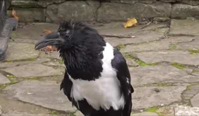 British crow asking passers by if they're alright
