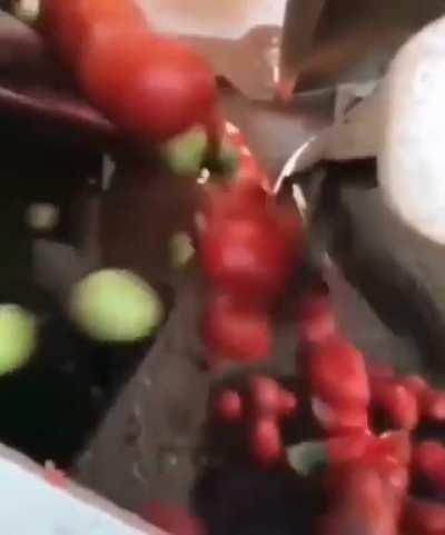 tomato sorting machine
