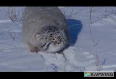 🔥 The Capture and Research of the Pallas Cat.
