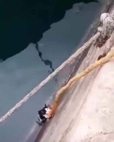 Cruel human slowly lowers helpless cat into water