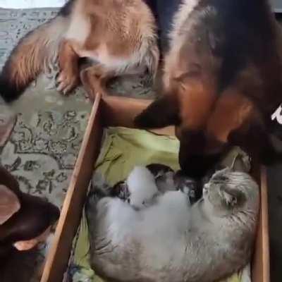 This new mother has the two best guardians for her litter.