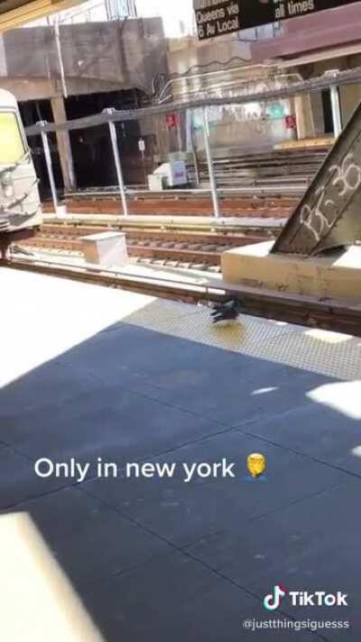 Two pigeons throw another pigeon in front of a train
