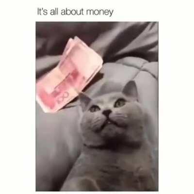 Khajiit is open for scratches if you have the coin