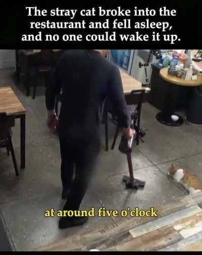 this cat sleeps in the restaurant every day