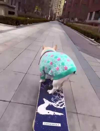 Someone help my dog he’s sick af!