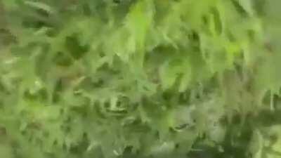 FARC rebel films herself being shot during a firefight with Colombian soldiers.