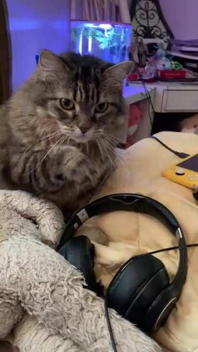 How RiffRaff politely asks for a bit of whatever I’m eating