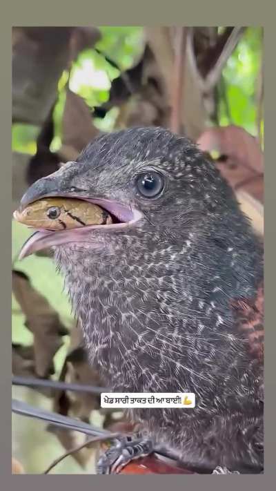 The snake eater bird 🔥