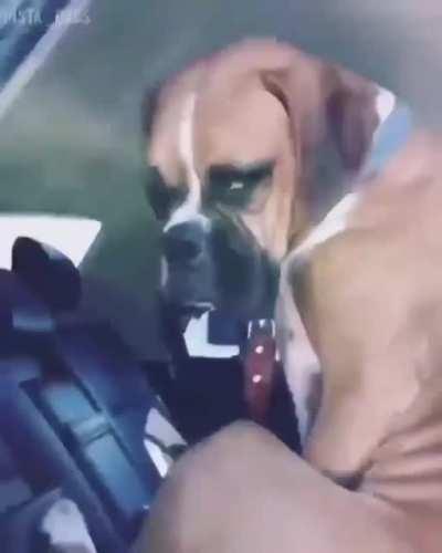 Nacho wants the baby seat