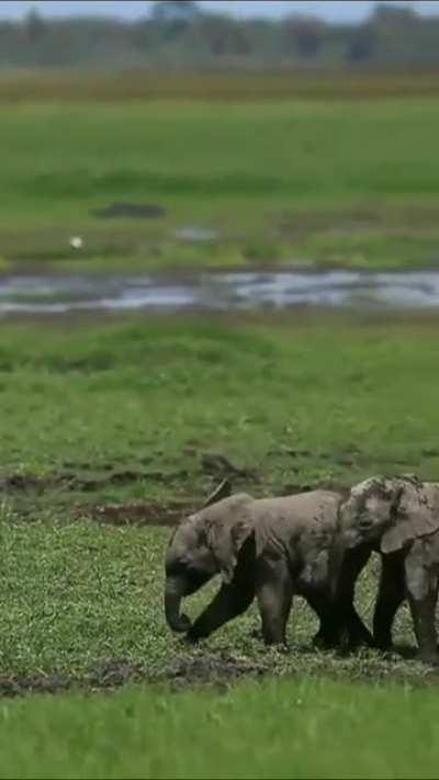 Wrestling in the mud