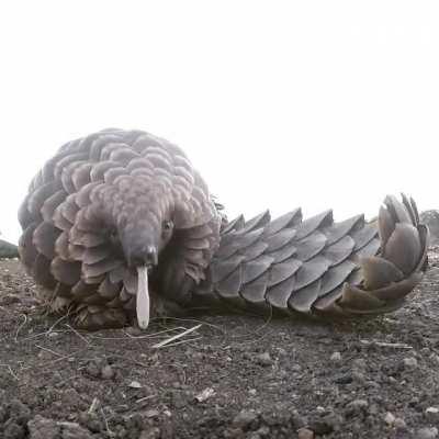 🔥 This pangolin is showing how to get the ants from way deep in the mound. 🔥