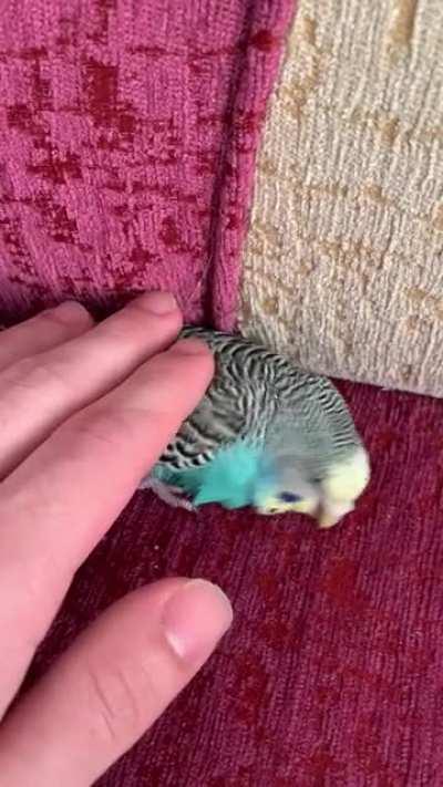 Beyler Maviş 9 yıldır birlikte benimle artık ömrünü dolması yaklaşıyor içim parçalanıyor ağlayarak yazıyorum