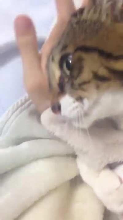 cLiNgY mOnsTer cLaiMs oWnERsHip Of hAnD