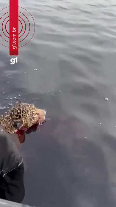WATCH: The moment a jaguar that had been wounded by bullet fragments to the head is rescued after swimming for over 8 hours in Rio Negro, Brazil.