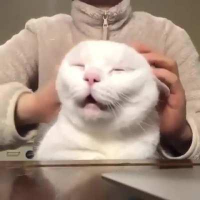 Oh yeah hooman don't stop now