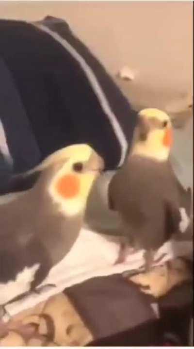 Cockatiels performing Earth, Wind, and Fire's 