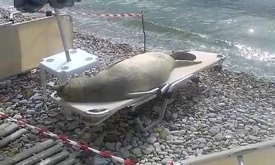 Mediterranean Monk Seal lounging on the beach in Samos Island, Greece.