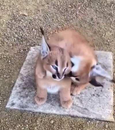 A couple of little Big Floppas. They do be cute though